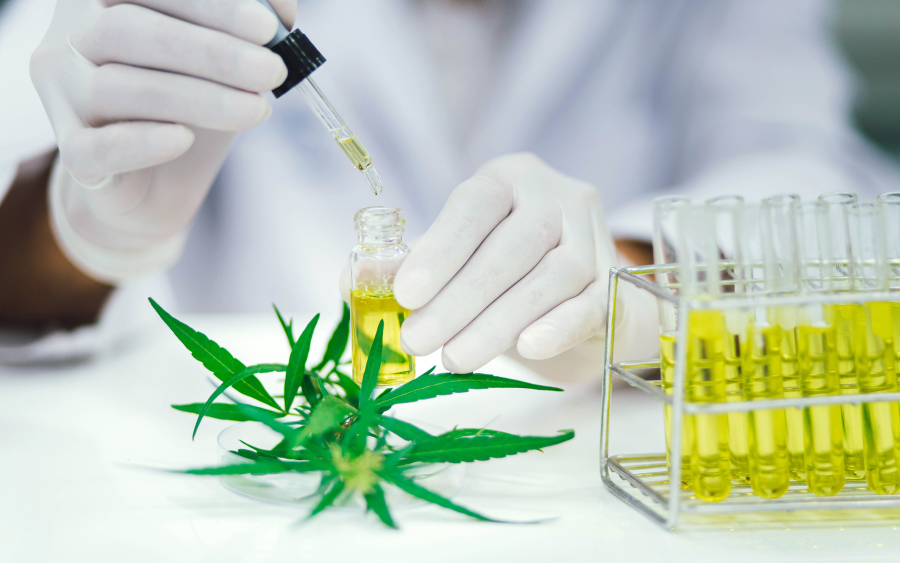 This image features a researcher conducting tests on cannabis compounds